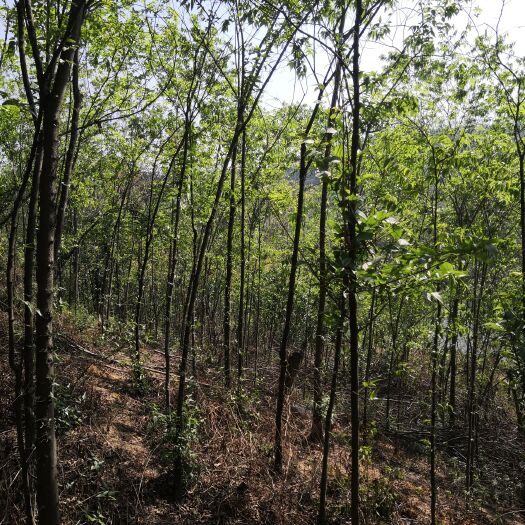 宜良县法国桐树 昆明地区出售树苗，可实地考察，满意付款提货