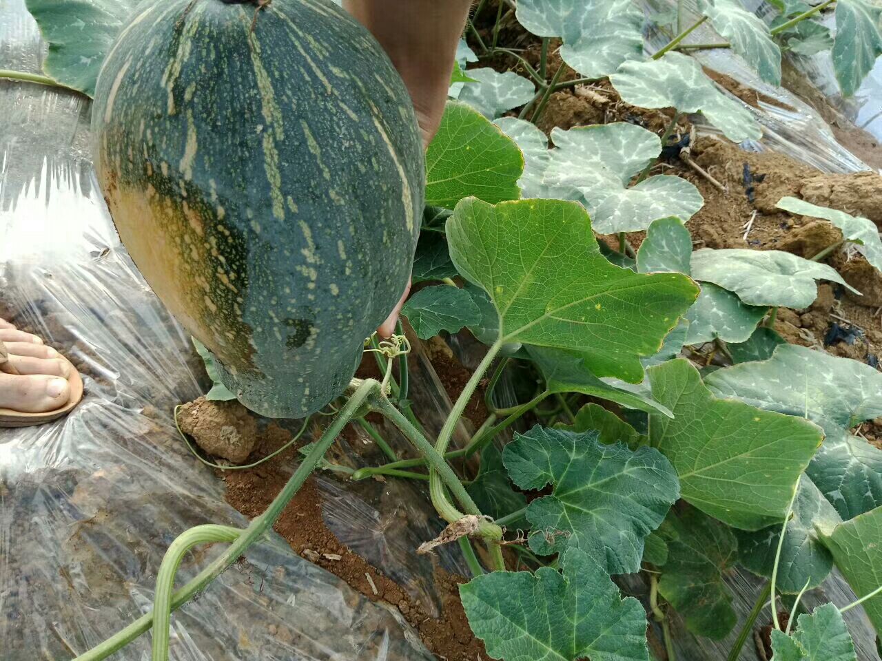 南瓜南韩蜜本软面香甜，可做多种美食。