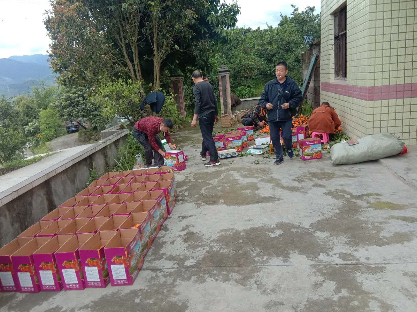 塔罗科血橙 万州红玉血橙自家种植现摘现发绝不打蜡泡药天然水果低价处理