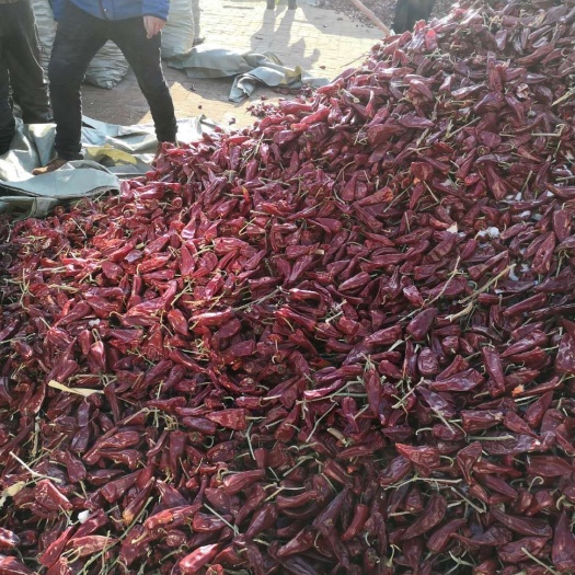 开鲁县 内蒙开鲁干辣椒