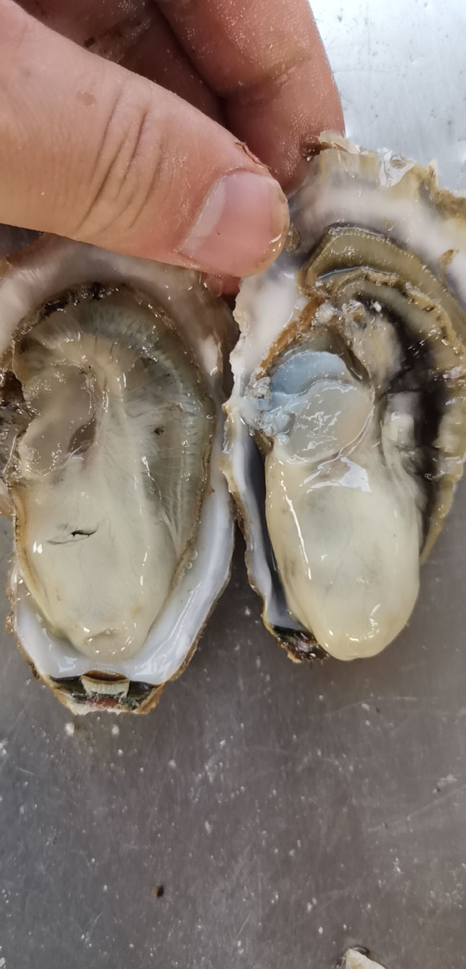 山东乳山牡蛎 海水 1-2两/只 鲜活水产