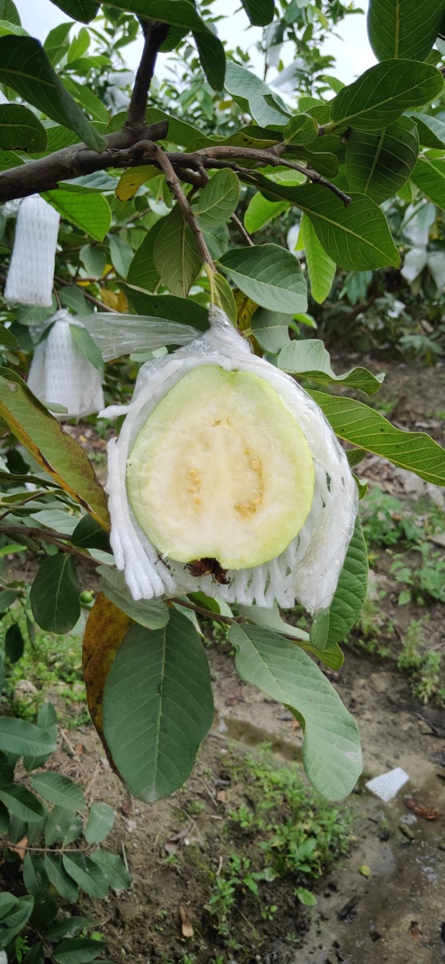  大量供应番石榴