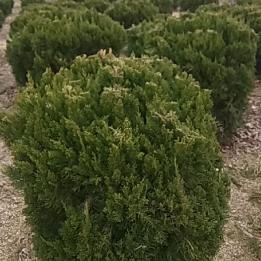 威海 龙柏球