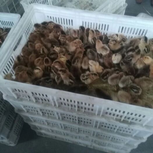 罗田县土鸡苗 常年提供。五黑鸡一绿。海兰白蛋鸡。青脚麻鸡。绿壳麻鸡。
