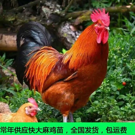 南宁 青脚鸡苗