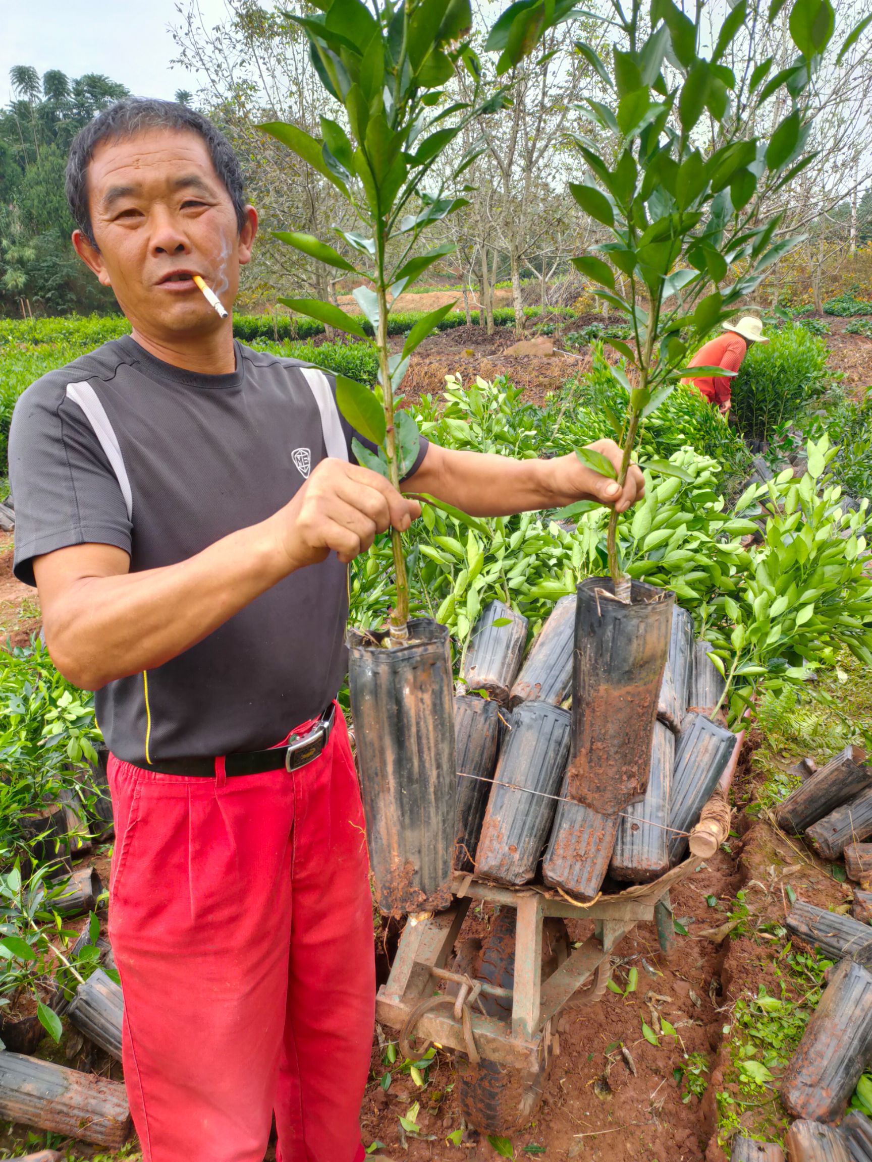 甘平柑橘苗 甘平苗 苗子青秀正中 无病害 量大从优