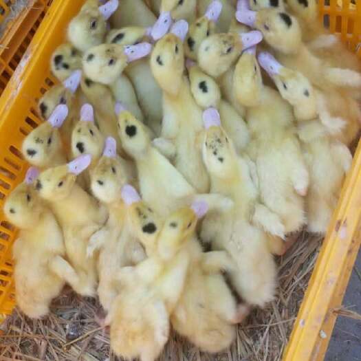 淮安 鹅苗