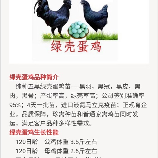 广州五黑一绿鸡苗 统货