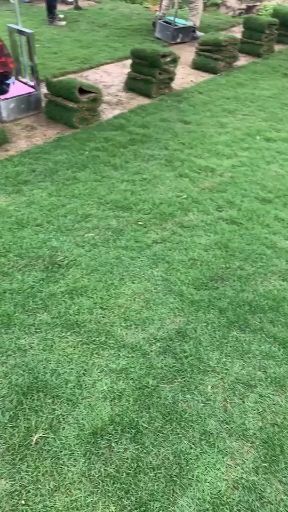 广州 大量供应草草草卷