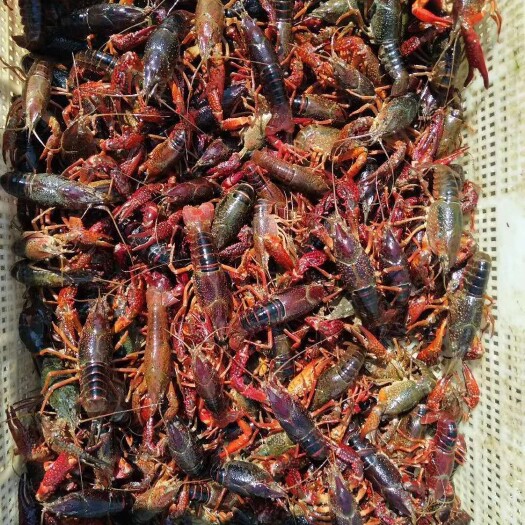 无为市青壳小龙虾 2到4硬规格