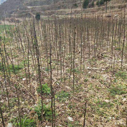 陇南永青一号苗 无刺花椒粉