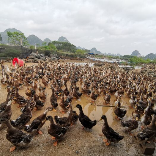 来宾 正宗散养土鸭