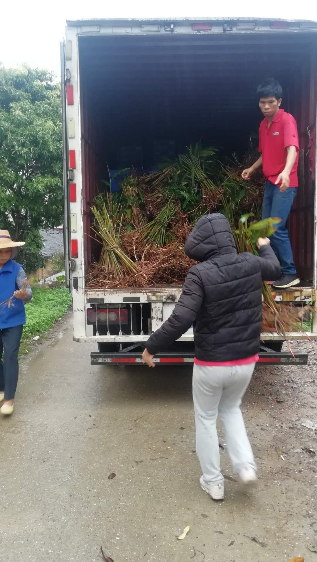 出售正宗本地阳春特产春砂仁苗.纯正优良品种，成活百份九十以上