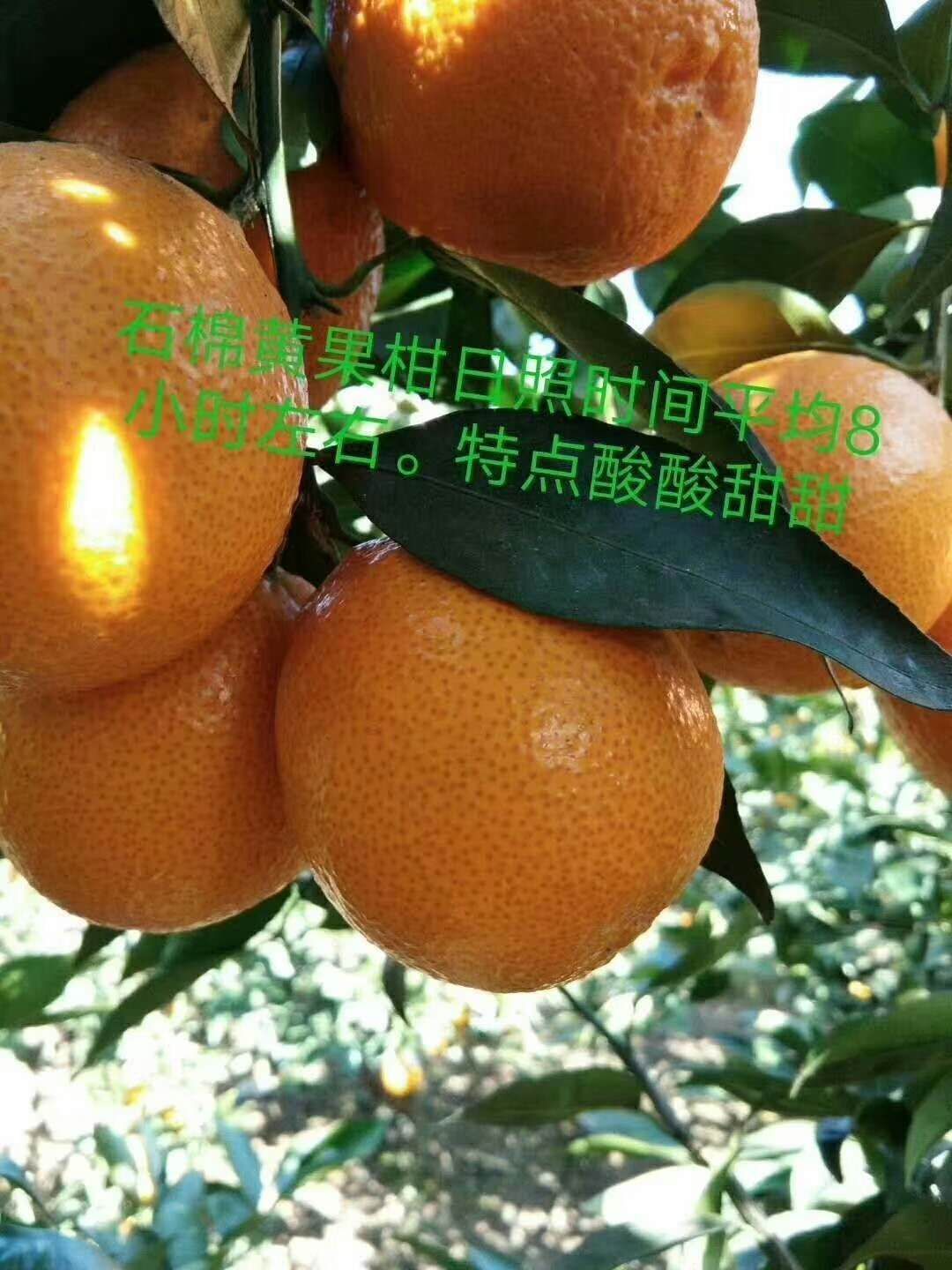  石棉黄果柑酸酸甜甜，汁多，花果同树