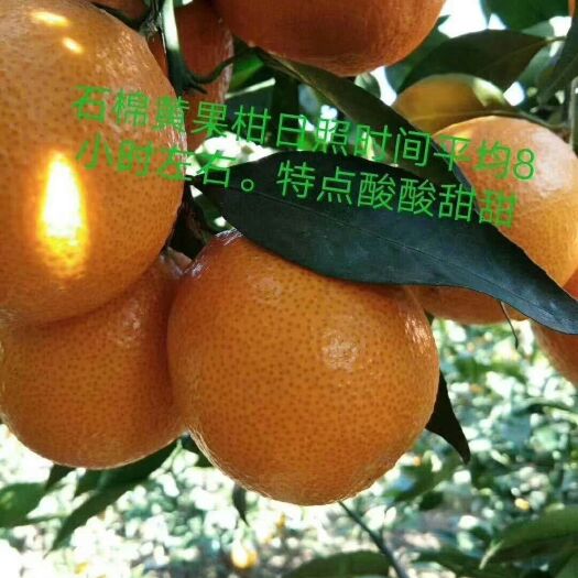 石棉县 石棉黄果柑酸酸甜甜，汁多，花果同树
