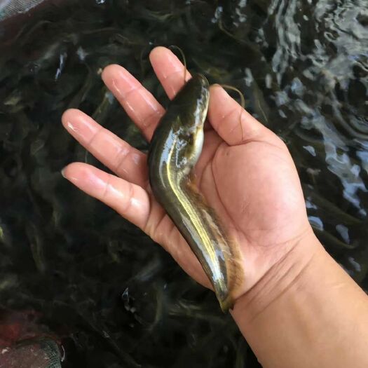 大口鲶鱼  大口鲢鱼苗，大量现货，包送货上门