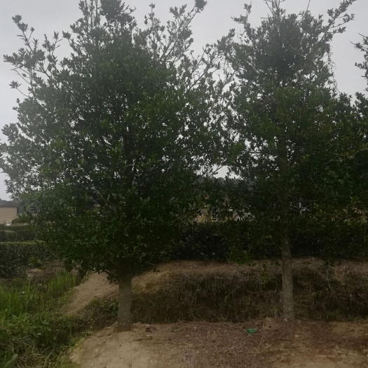 华安县 窄叶竹柏，四季常绿树种，是绿化树，家园常选品种。