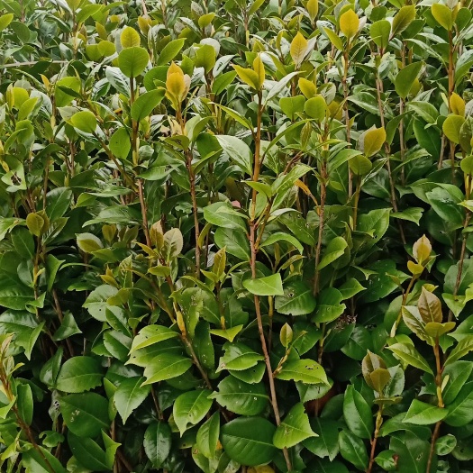 荔浦市红露珍茶花苗，工程苗，占地苗，满1000棵送50棵，
