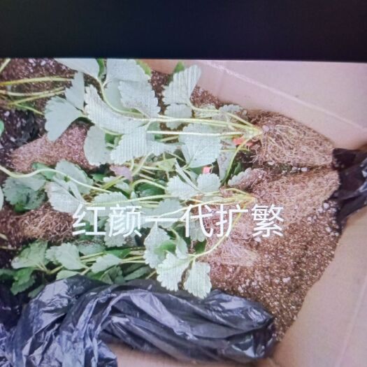 扶沟县随珠草莓苗 绿叶草莓育苗基地