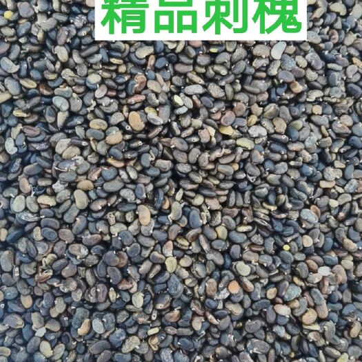 围场县 刺槐种子