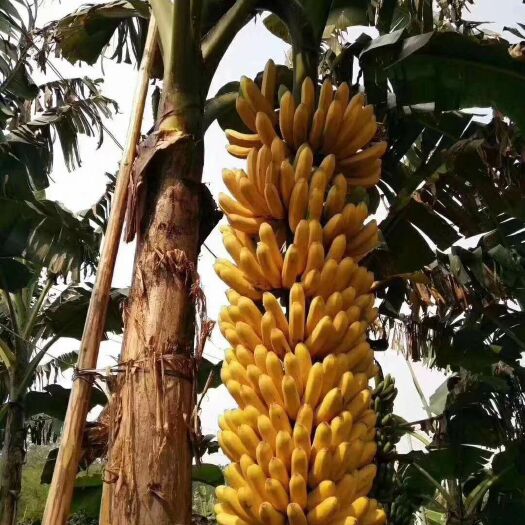 灵山县中蕉9号香蕉苗 香蕉九号苗产量特别高的