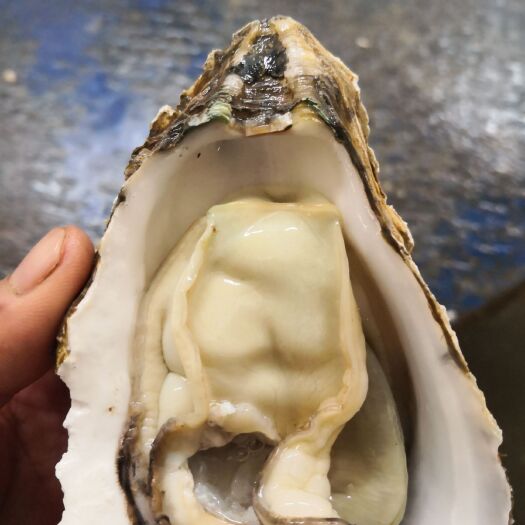 珠海珠海生蚝 1斤到2斤