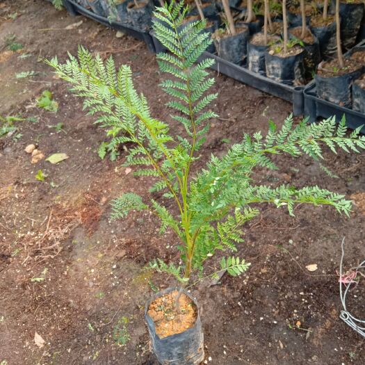 佛山普通蓝花楹  蓝花楹苗园林绿化观花乔木