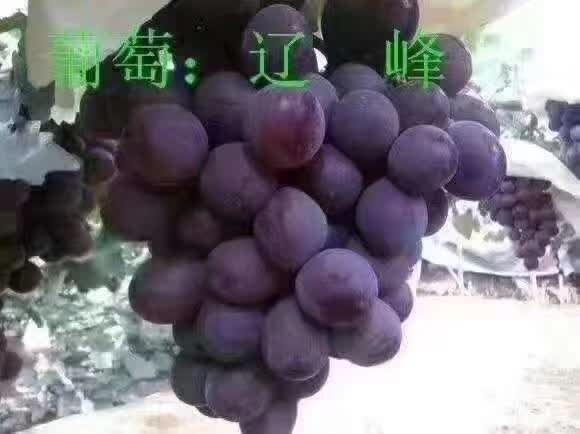 北票市辽峰葡萄苗