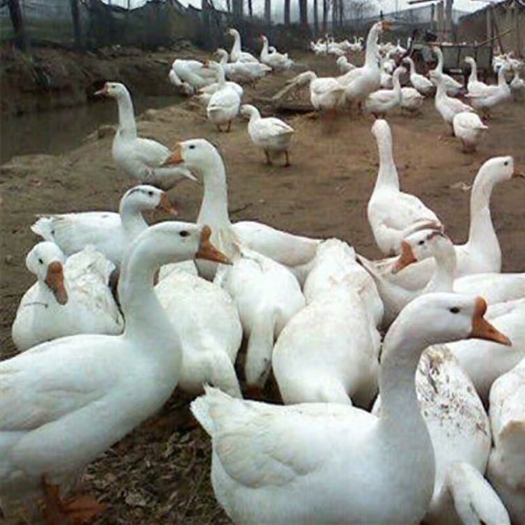 沭阳县鲜鹅蛋 食用 箱装