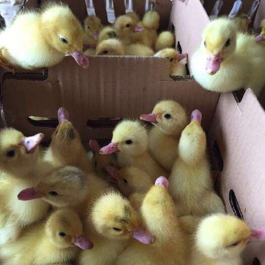 贵阳 出售大种鸭苗品种齐全