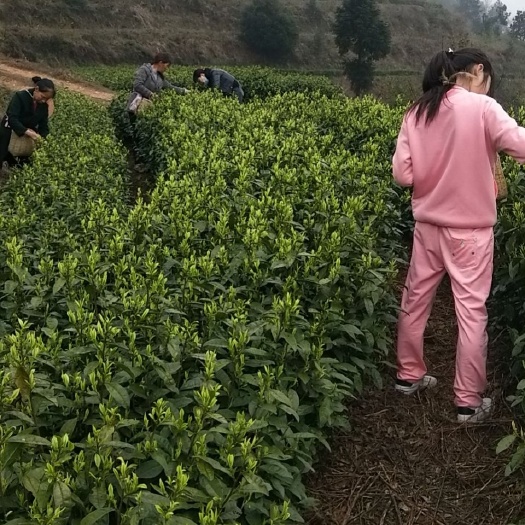 江口县 梵净山海拨1200米的云雾白茶，环境无污染，