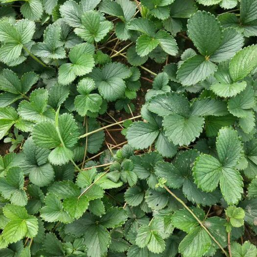 泰安红颜草莓苗 主营：章姬草莓、桃熏草莓、红颜草莓、丰香草莓、妙香草莓、