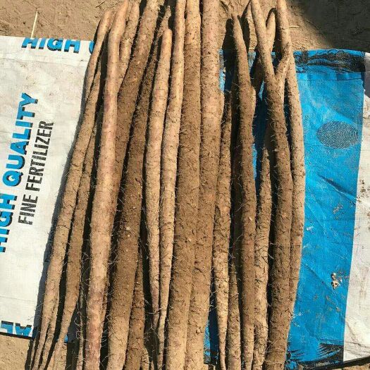 蠡县 新鲜现挖铁杆山药山药怀山药小白嘴山药垆土山药