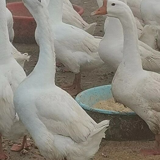 衡南县鹅苗白鹅苗优质三花大白鹅大种白鹅苗质量好 成活率高 包打疫苗