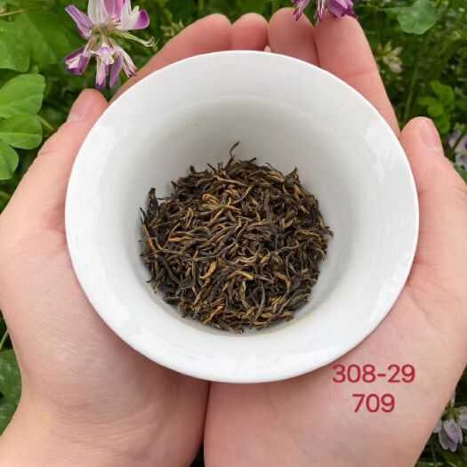 厦门 春茶金骏眉