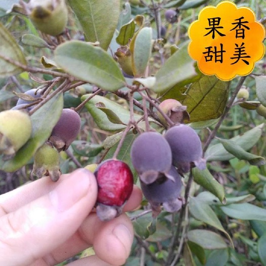 灵山县桃金娘苗（棯子苗）