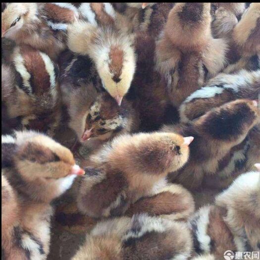 南宁清远麻鸡苗 统货