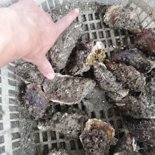 诏安县漳州生蚝 海中牛奶，男人的上乘，女人的宝典！