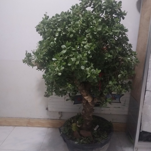 天津 快40年的玉树盆栽，开花的哦