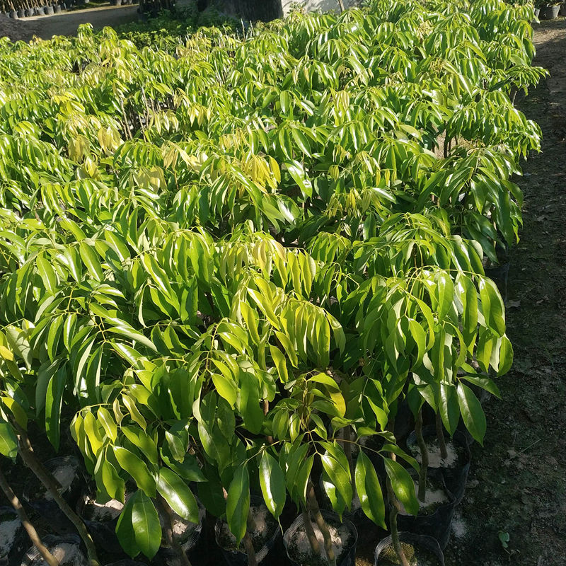 桂味荔枝苗 荔枝树苗包邮桂味荔枝新品种南方嫁接荔枝果树苗。