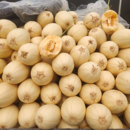 莘县东方蜜1号 东方密