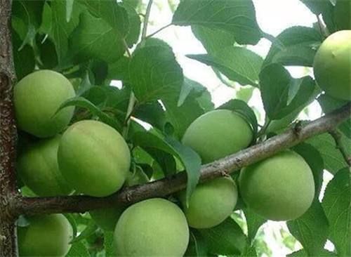诏安县 大量青竹梅，10000斤起批。接受预定