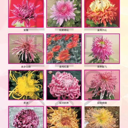 开封四季菊种苗 菊花种苗
