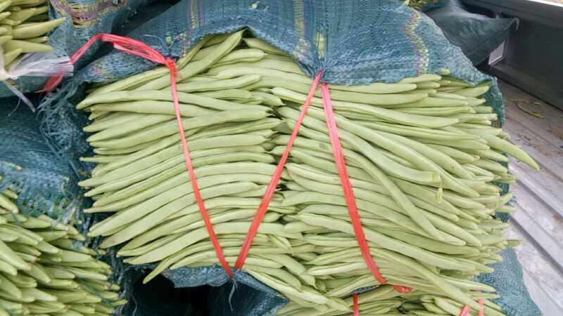 昆明白花四季豆 家里面种植，为了给父老乡亲们找到一个好的销路。