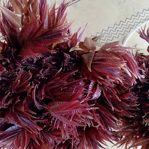 新泰市红香椿芽 红油香椿御供精品