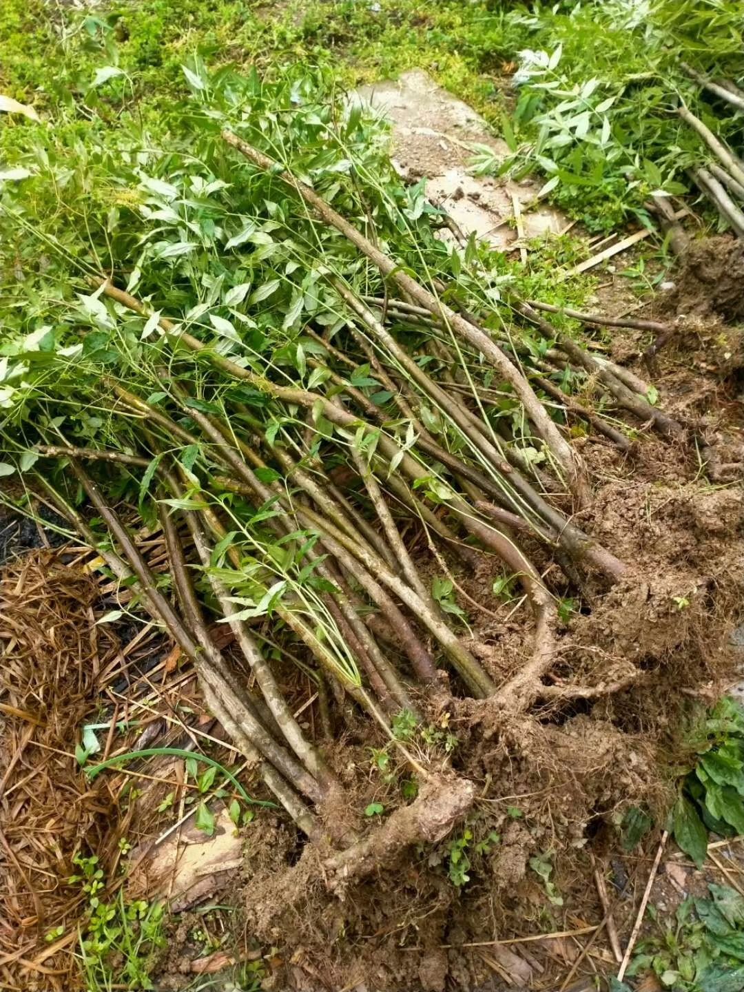 金钱兜盆栽 陕西原生金丝吊蝴蝶熟桩: