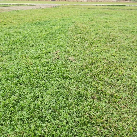 宾阳县大叶油草