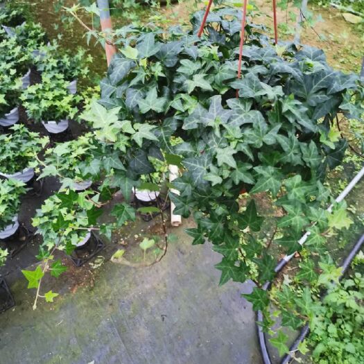 漳平市 常青藤，吸甲醛，净化空气，不二的选择