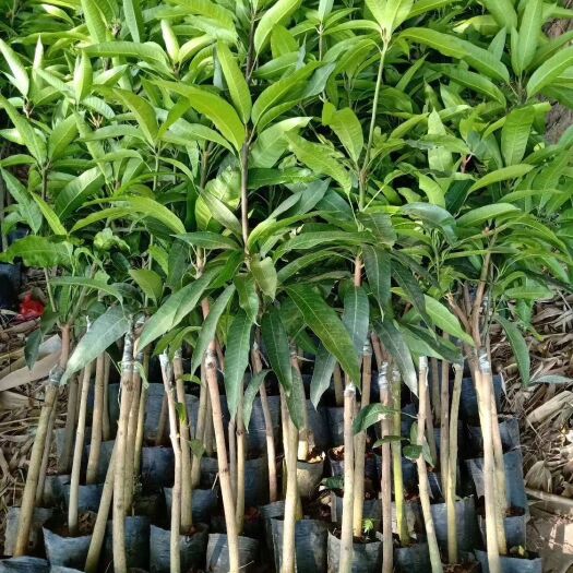 灵山县 芒果苗台侬一号
