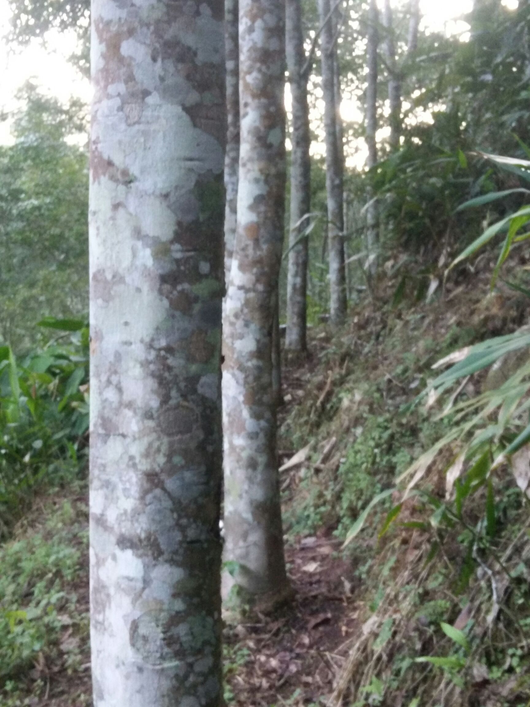 橡胶园 橡胶树出售  位于勐腊县勐捧镇景坎村委会景坎村附近